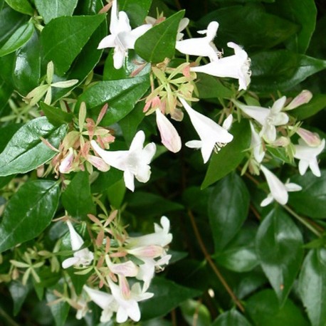 Abelia grandiflora x 'Sherwood' - Abelia