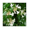 Abelia grandiflora x 'Sherwood' - Abelia