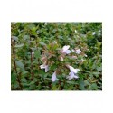 Abelia grandiflora x 'Sherwood' - Abelia