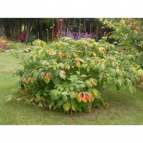 Aesculus parviflora -marronniers nains, pavier