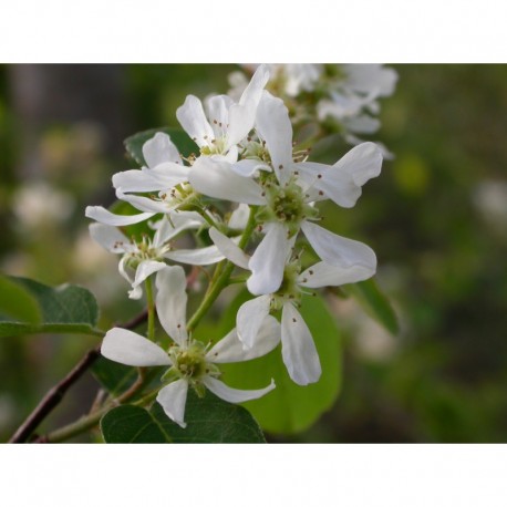 Amelanchier ovalis 'Pumila' - Rosaceae