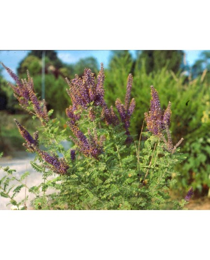 Amorpha canescens - Faux indigotier