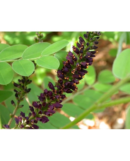 Amorpha fruticosa var. angustifolia -faux indigo