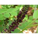 Amorpha fruticosa var. angustifolia -faux indigo