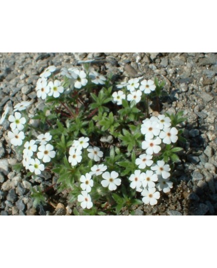 Androsace villosa - Androsace velue