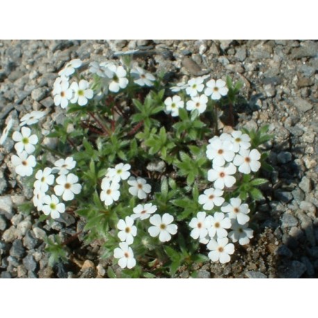 Androsace villosa - Androsace velue