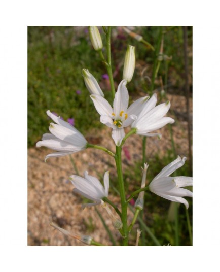 Anthericum liliago - phalangère , lis de saint Bruno