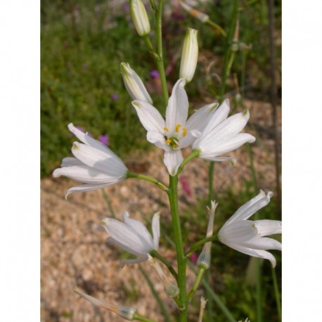 Anthericum liliago - phalangère , lis de saint Bruno