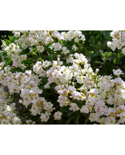 Arabis caucasica 'Plena' - Arabette double