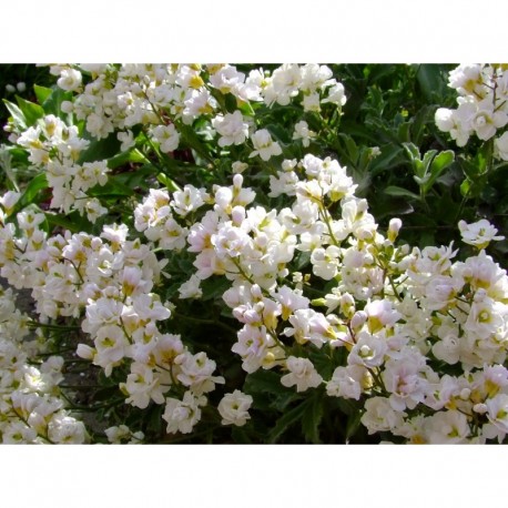 Arabis caucasica 'Plena' - Arabette double