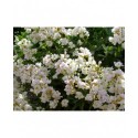 Arabis caucasica 'Plena' - Arabette double