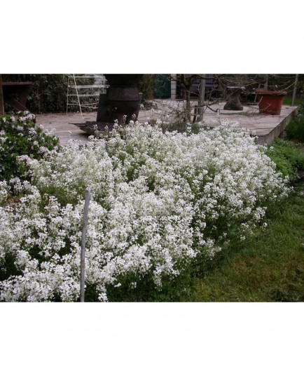 Arabis procurrens var. ferdinandi-coburgi 'Argenteovariegata'