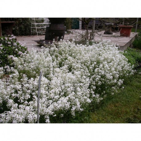 Arabis procurrens var. ferdinandi-coburgi 'Argenteovariegata'