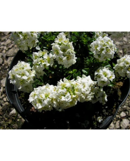 Arabis japonica , arabette du Japon