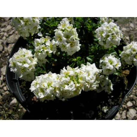 Arabis japonica , arabette du Japon