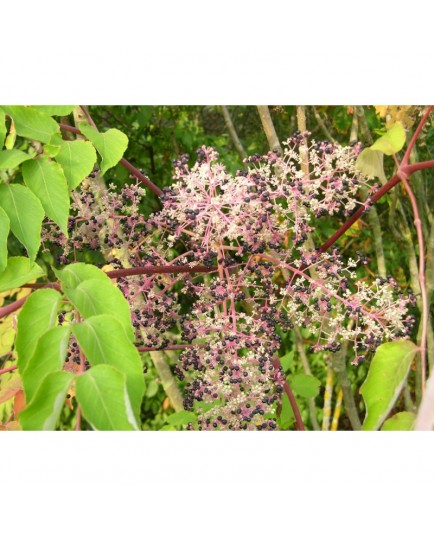 Aralia elata - Angelique en Arbre / Bâton du Diable