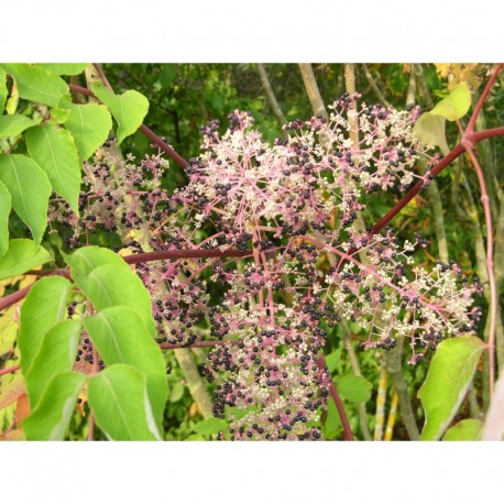 Aralia elata - Angelique en Arbre / Bâton du Diable