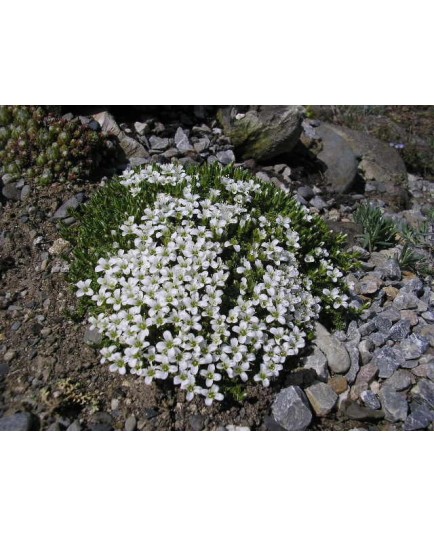 Arenaria tetraquetra