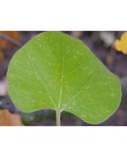 Aristolochia macrophylla - Aristoloche, arbre à pipes