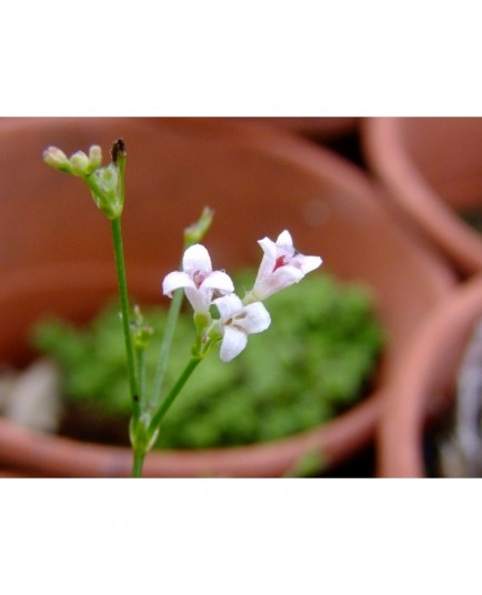 Asperula cynanchica - Asperule, herbe à l'esquinancie