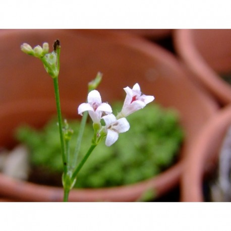 Asperula cynanchica - Asperule, herbe à l'esquinancie