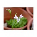 Asperula cynanchica - Asperule, herbe à l'esquinancie