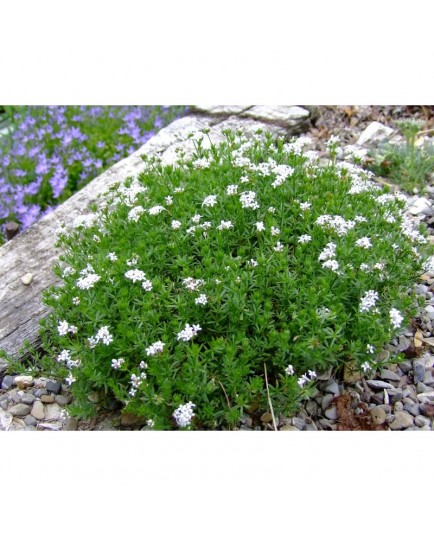 Asperula hirta - Asperule hérissée