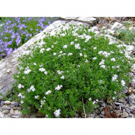 Asperula hirta - Asperule hérissée