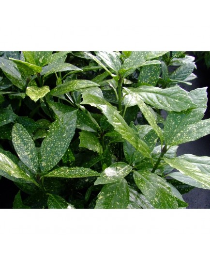 Aucuba japonica 'Variegata' -