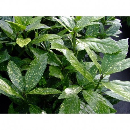 Aucuba japonica 'Variegata' -