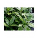 Aucuba japonica 'Variegata' -