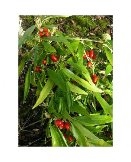 Aucuba japonica 'Salicifolia'