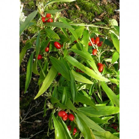 Aucuba japonica 'Salicifolia'