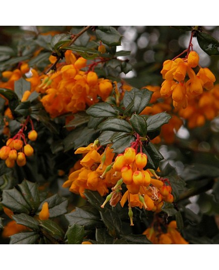 Berberis darwini - berberis de Darwin