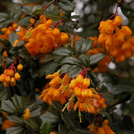 Berberis darwini - berberis de Darwin