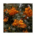 Berberis darwini - berberis de Darwin