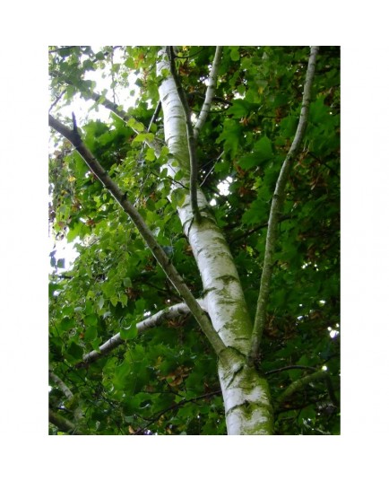 Betula pendula - bouleau commun