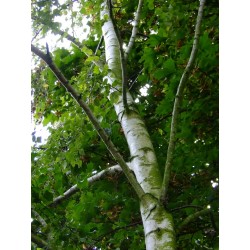 Betula pendula - bouleau commun