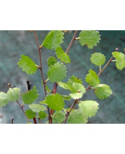 Betula nana - Betulaceae - Bouleau nain