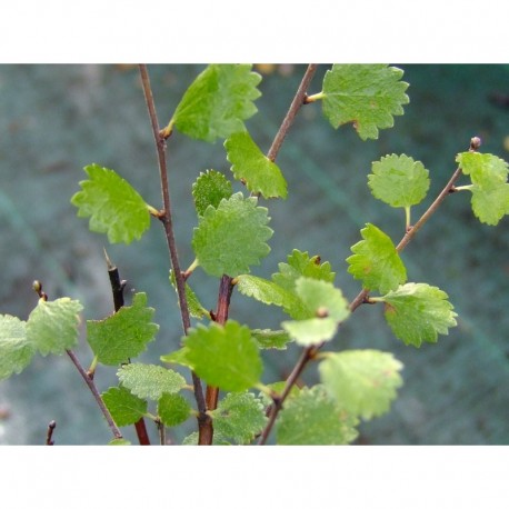 Betula nana - Betulaceae - Bouleau nain