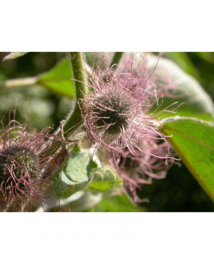 Broussonetia papyrifera - Murier à papier