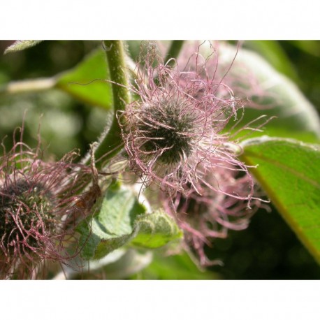 Broussonetia papyrifera - Murier à papier