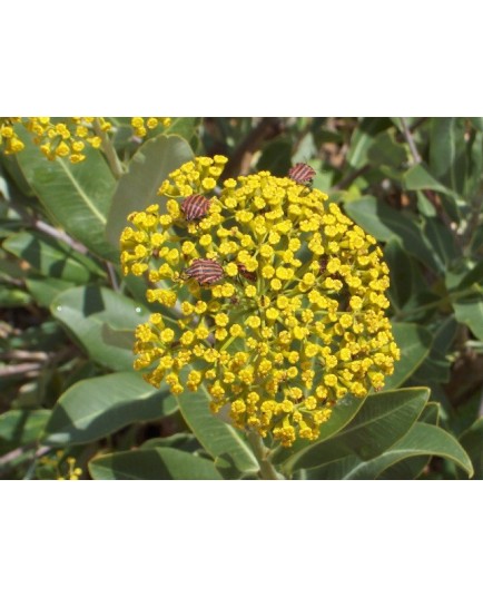 Bupleurum fruticosum - Buplèvre ligneux