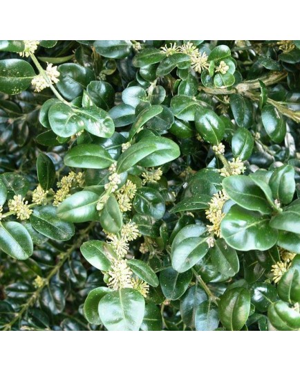 Buxus sempervirens 'Rotundifolia - buis à feuilles rondes
