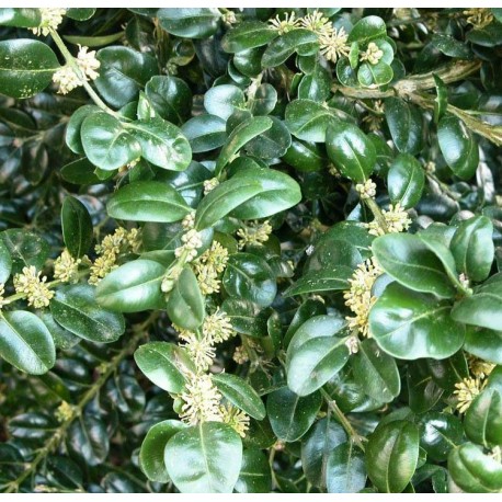 Buxus sempervirens 'Rotundifolia - buis à feuilles rondes