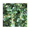 Buxus sempervirens 'Rotundifolia - buis à feuilles rondes