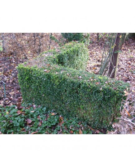 Buxus sempervirens - buis communs, bois bénit