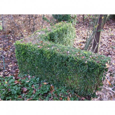 Buxus sempervirens - buis communs, bois bénit