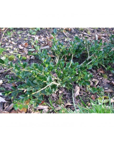 Buxus sempervirens 'Prostrata' - buis prostré