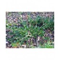 Buxus sempervirens 'Prostrata' - buis prostré